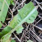 Taraxacum sect. Taraxacum Blad