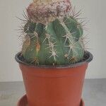 Melocactus curvispinusBlad