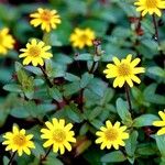 Sanvitalia procumbens Libunga