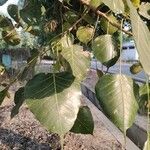 Ficus religiosa Leaf