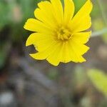 Launaea mucronata Flower