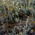 Artemisia campestris Blomst