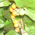 Solanum aturense