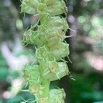 Phyteuma spicatum Fruit