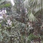 Elaeodendron croceum Habit
