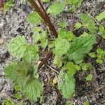 Lamium confertum Leaf