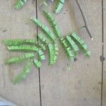 Pseudopiptadenia psilostachya Yaprak