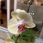 Phalaenopsis amabilisBlomma