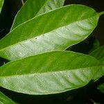 Clarisia biflora 叶
