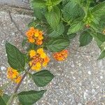 Lantana camaraBloem