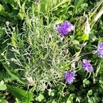 Centaurea cyanus 整株植物