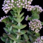 Crassula rupestris Blatt