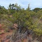 Suriana maritima Habit