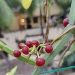 Cissus quadrangularis Frukto