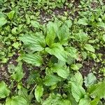 Plantago rugelii Folha