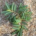 Euphorbia polygonifolia Hoja