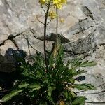 Brassica repanda Habitus