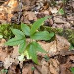 Cardamine enneaphyllos Leaf