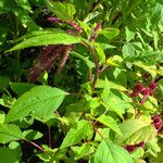 Amaranthus caudatus Blatt