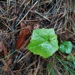 Lactuca muralis Leaf