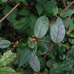 Cremaspora triflora Fruit