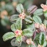 Cotoneaster microphyllus Arall