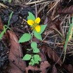 Sclerocarpus divaricatus Flor