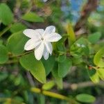 Jasminum grandiflorumFlower