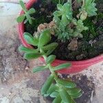 Sedum hemsleyanumLeaf