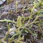 Lycopodium clavatum Leaf