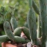 Senecio articulatus Blatt