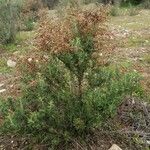 Artemisia herba-alba عادت داشتن