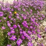 Spergularia purpurea Blüte