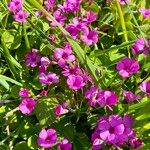 Oxalis articulata Flor