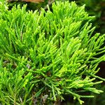 Juniperus sabina Liść