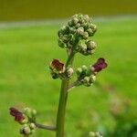 Scrophularia auriculata Kwiat