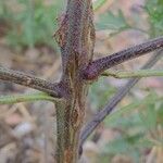 Ambrosia artemisiifolia Кора