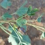 Jatropha chevalieri ഫലം