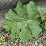 Solanum violaceum ഇല