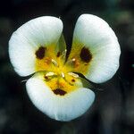 Calochortus syntrophus Květ
