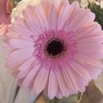 Gerbera viridifolia Flor