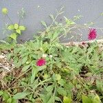 Knautia macedonica Агульны выгляд