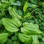 Smilax tamnoides Blatt