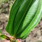 Meriania nobilis Leaf