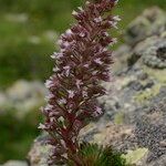 Saxifraga florulenta Anders