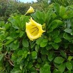 Solandra grandiflora Hoja