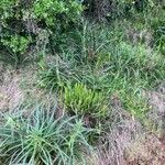 Eryngium horridum Leaf