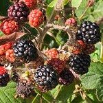 Rubus vestitus Frucht