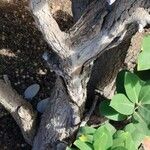 Acokanthera oblongifolia Φλοιός