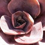 Aeonium nobile 葉